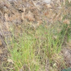 Chloris gayana at Molonglo Valley, ACT - 21 Mar 2023