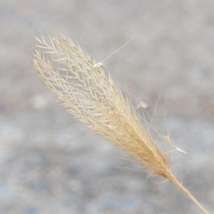 Chloris virgata at Weetangera, ACT - 21 Mar 2023