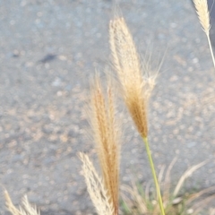 Chloris virgata at Weetangera, ACT - 21 Mar 2023