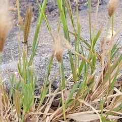 Chloris virgata at Weetangera, ACT - 21 Mar 2023