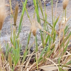 Chloris virgata at Weetangera, ACT - 21 Mar 2023