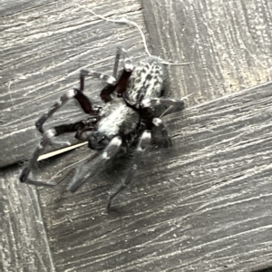 Badumna (genus) at Braddon, ACT - 21 Mar 2023 10:51 AM