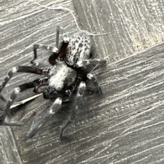 Badumna (genus) at Braddon, ACT - 21 Mar 2023 10:51 AM
