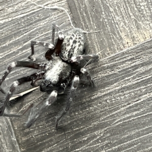 Badumna (genus) at Braddon, ACT - 21 Mar 2023 10:51 AM