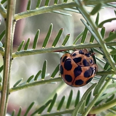 Harmonia conformis (Common Spotted Ladybird) at Campbell, ACT - 20 Mar 2023 by Hejor1