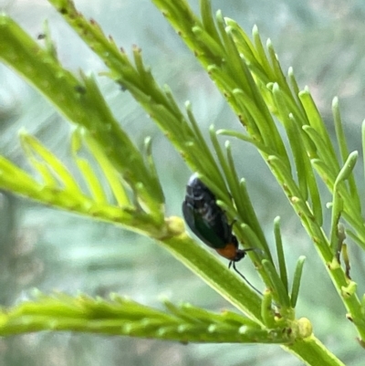 Galerucini sp. (tribe) (A galerucine leaf beetle) at Mount Ainslie to Black Mountain - 20 Mar 2023 by Hejor1