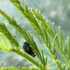 Galerucini sp. (tribe) at Campbell, ACT - 21 Mar 2023