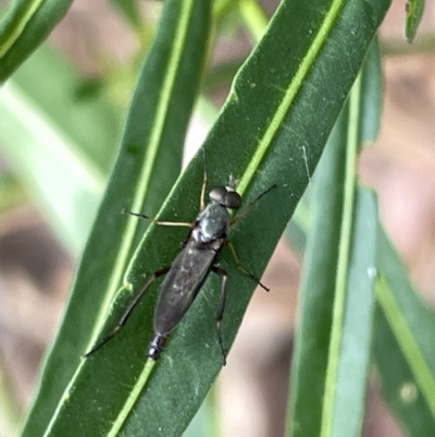 Therevidae (family) (Unidentified stiletto fly) at Mount Ainslie to Black Mountain - 20 Mar 2023 by Hejor1