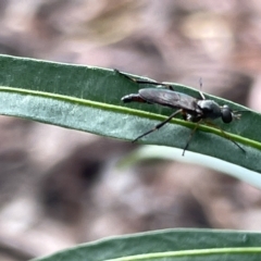 Therevidae (family) at Campbell, ACT - 21 Mar 2023 10:21 AM