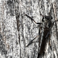 Cerdistus sp. (genus) (Slender Robber Fly) at Campbell, ACT - 21 Mar 2023 by Hejor1