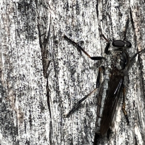 Cerdistus sp. (genus) at Campbell, ACT - 21 Mar 2023