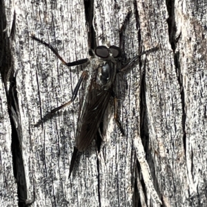 Cerdistus sp. (genus) at Campbell, ACT - 21 Mar 2023