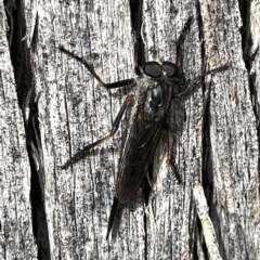 Cerdistus sp. (genus) at Campbell, ACT - 21 Mar 2023