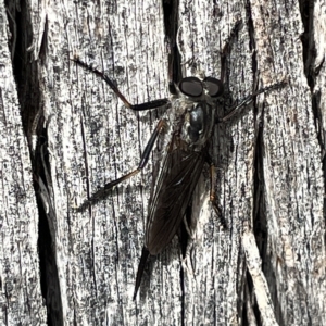 Cerdistus sp. (genus) at Campbell, ACT - 21 Mar 2023