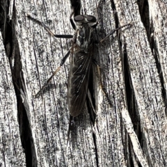 Cerdistus sp. (genus) at Campbell, ACT - 21 Mar 2023