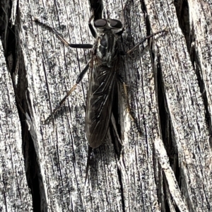 Cerdistus sp. (genus) at Campbell, ACT - 21 Mar 2023