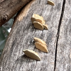 Truncospora ochroleuca at Mount Ainslie to Black Mountain - 21 Mar 2023 by Hejor1