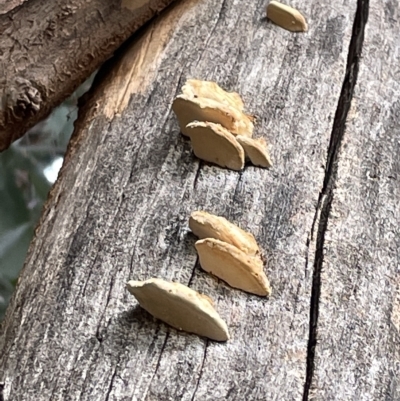 Truncospora ochroleuca at Mount Ainslie to Black Mountain - 21 Mar 2023 by Hejor1