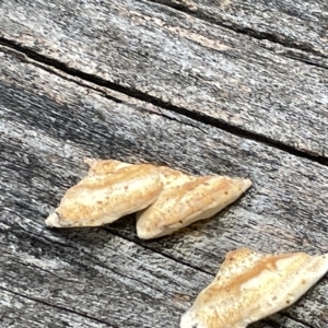 Truncospora ochroleuca at Campbell, ACT - 21 Mar 2023 09:57 AM