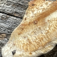 Truncospora ochroleuca at Campbell, ACT - 21 Mar 2023 09:57 AM