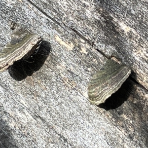 zz Polypore (shelf/hoof-like) at Campbell, ACT - 21 Mar 2023 09:56 AM