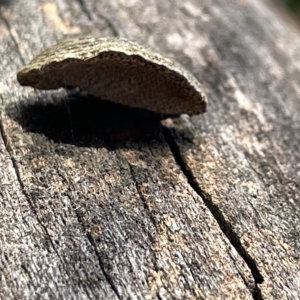 zz Polypore (shelf/hoof-like) at Campbell, ACT - 21 Mar 2023 09:56 AM