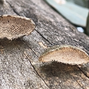 zz Polypore (shelf/hoof-like) at Campbell, ACT - 21 Mar 2023 09:56 AM