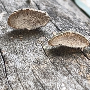 zz Polypore (shelf/hoof-like) at Campbell, ACT - 21 Mar 2023 09:56 AM