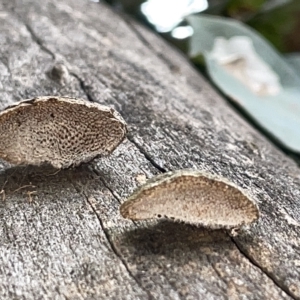 zz Polypore (shelf/hoof-like) at Campbell, ACT - 21 Mar 2023 09:56 AM