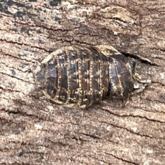 Laxta granicollis (Common bark or trilobite cockroach) at Campbell, ACT - 20 Mar 2023 by Hejor1