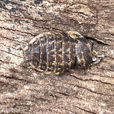 Laxta granicollis (Common bark or trilobite cockroach) at Campbell, ACT - 20 Mar 2023 by Hejor1