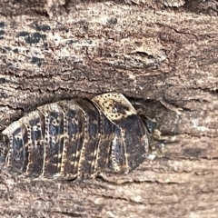 Laxta granicollis at Campbell, ACT - 21 Mar 2023 09:50 AM