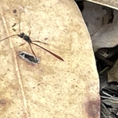 Ichneumonidae (family) (Unidentified ichneumon wasp) at Mount Ainslie to Black Mountain - 20 Mar 2023 by Hejor1