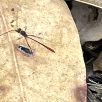 Ichneumonidae (family) (Unidentified ichneumon wasp) at Campbell, ACT - 21 Mar 2023 by Hejor1