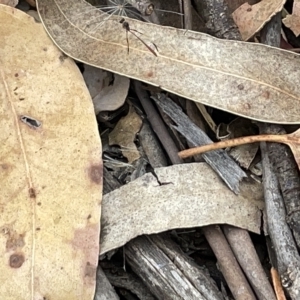 Ichneumonidae (family) at Campbell, ACT - 21 Mar 2023