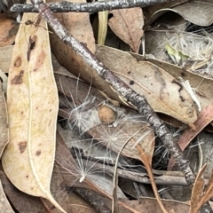 Ichneumonidae (family) at Campbell, ACT - 21 Mar 2023