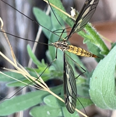 Ptilogyna sp. (genus) (A crane fly) at Mount Ainslie to Black Mountain - 20 Mar 2023 by Hejor1