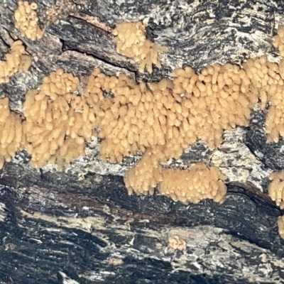 Arcyria sp. (genus) (A slime mould) at Mount Ainslie to Black Mountain - 20 Mar 2023 by Hejor1