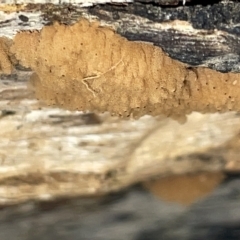 Arcyria sp. (genus) at Campbell, ACT - 21 Mar 2023 09:44 AM