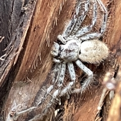 Isopeda sp. (genus) (Huntsman Spider) at Campbell, ACT - 21 Mar 2023 by Hejor1