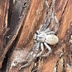 Isopeda sp. (genus) at Campbell, ACT - 21 Mar 2023 09:37 AM