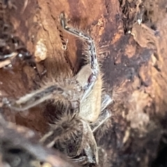 Isopeda sp. (genus) at Campbell, ACT - 21 Mar 2023