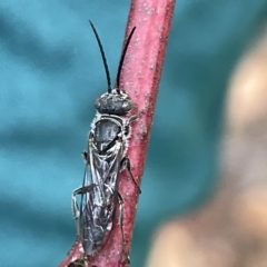 Tiphiidae (family) (Unidentified Smooth flower wasp) at Campbell, ACT - 20 Mar 2023 by Hejor1