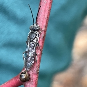 Tiphiidae (family) at Campbell, ACT - 21 Mar 2023