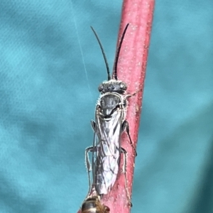 Tiphiidae (family) at Campbell, ACT - 21 Mar 2023