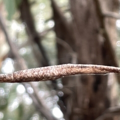 Tetragnatha sp. (genus) at Mount Ainslie to Black Mountain - 20 Mar 2023 by Hejor1