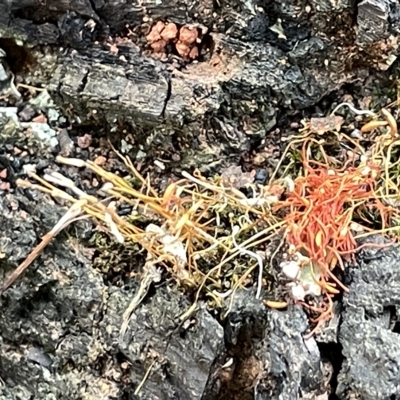 Funaria hygrometrica (Moss) at Mount Ainslie to Black Mountain - 20 Mar 2023 by Hejor1