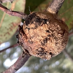 Unidentified Fungal galls at Campbell, ACT - 20 Mar 2023 by Hejor1