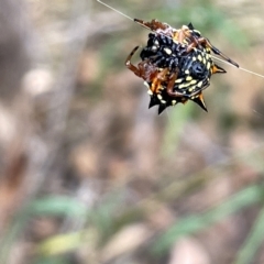 Austracantha minax (Christmas Spider, Jewel Spider) at Campbell, ACT - 21 Mar 2023 by Hejor1