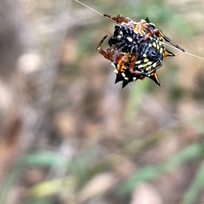 Austracantha minax (Christmas Spider, Jewel Spider) at Mount Ainslie to Black Mountain - 20 Mar 2023 by Hejor1